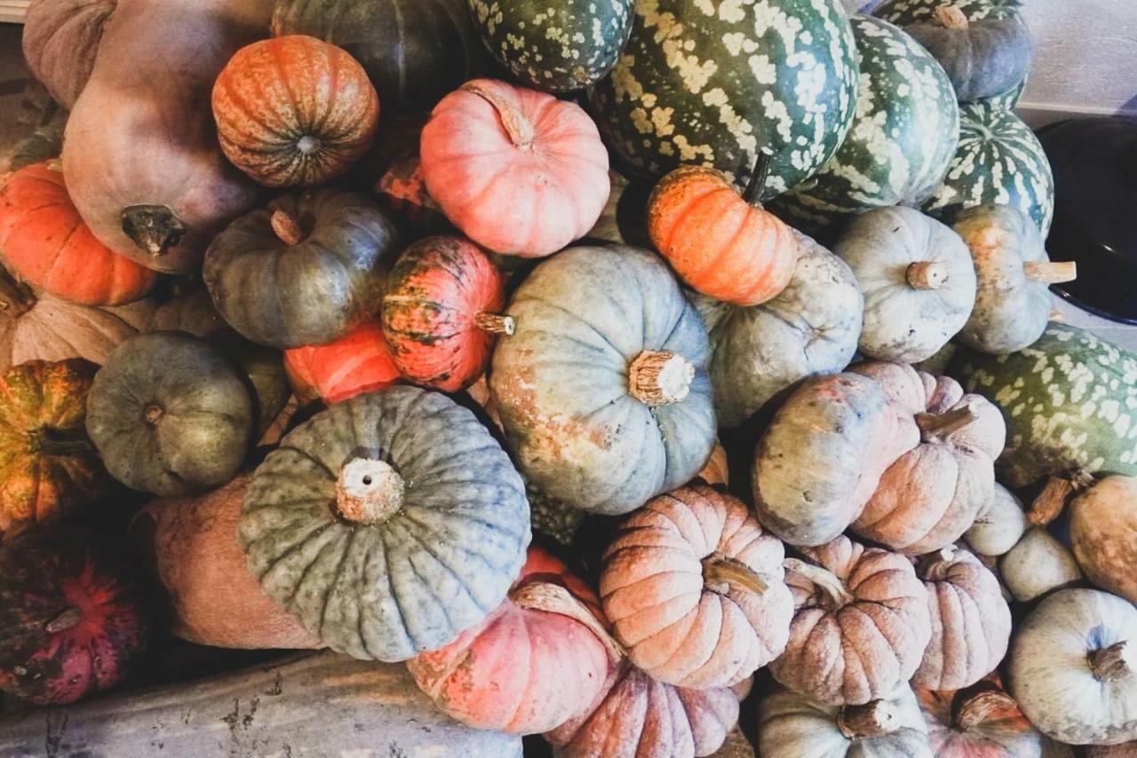 Agriturismo Fiori Di Zucca Fossano Dış mekan fotoğraf